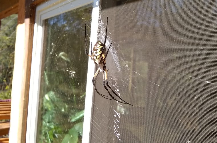 spider