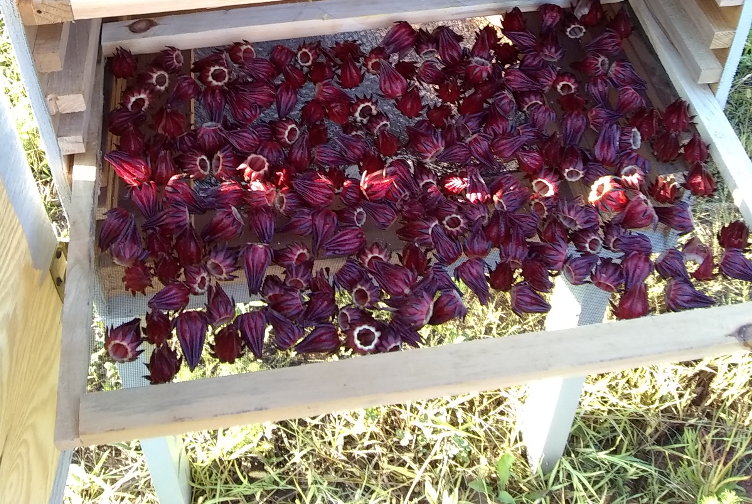 solar dehydrator