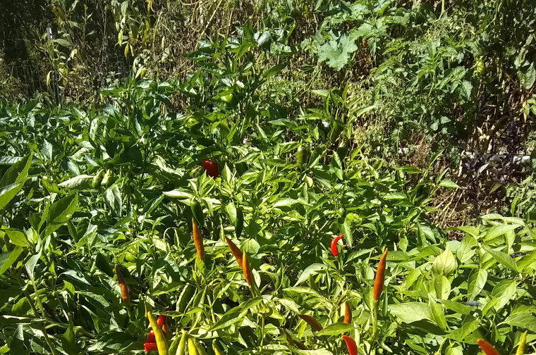 Chiles