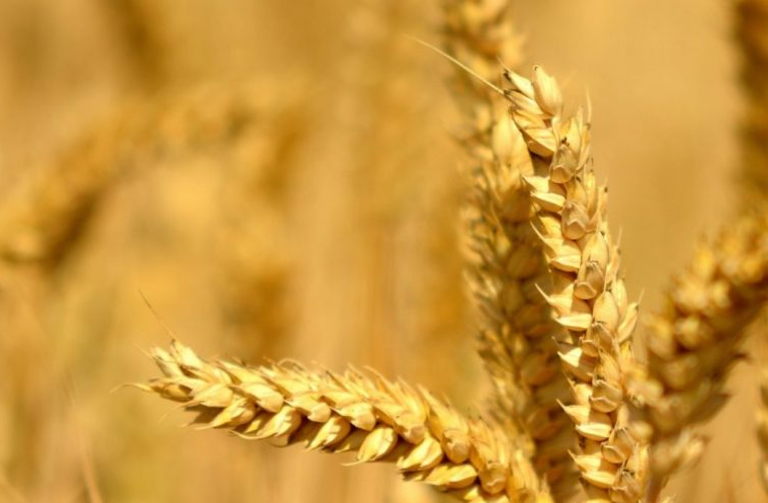 wheat