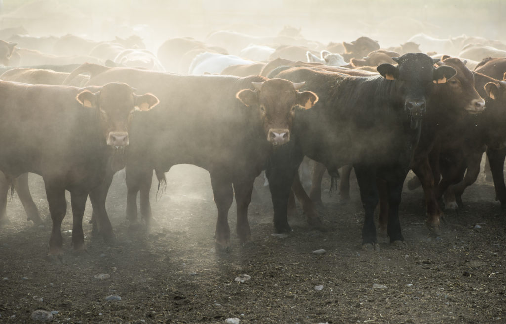calves