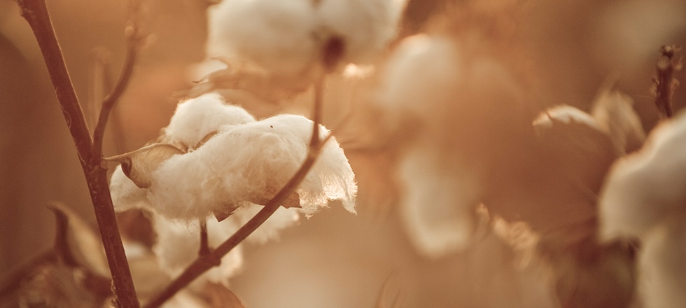 Organic cotton