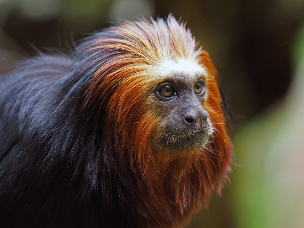 Lion Tamarin