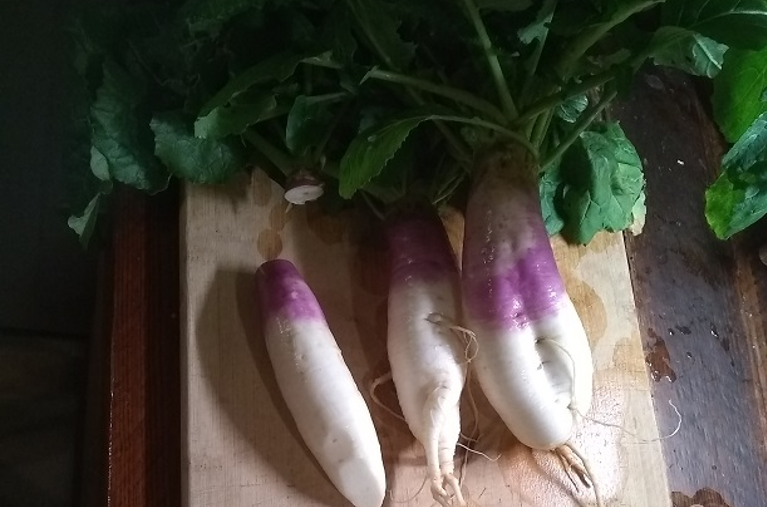turnip