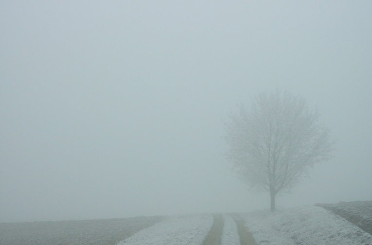 tree in mist