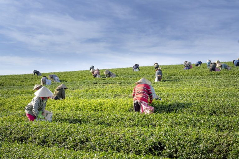 Women Farmers