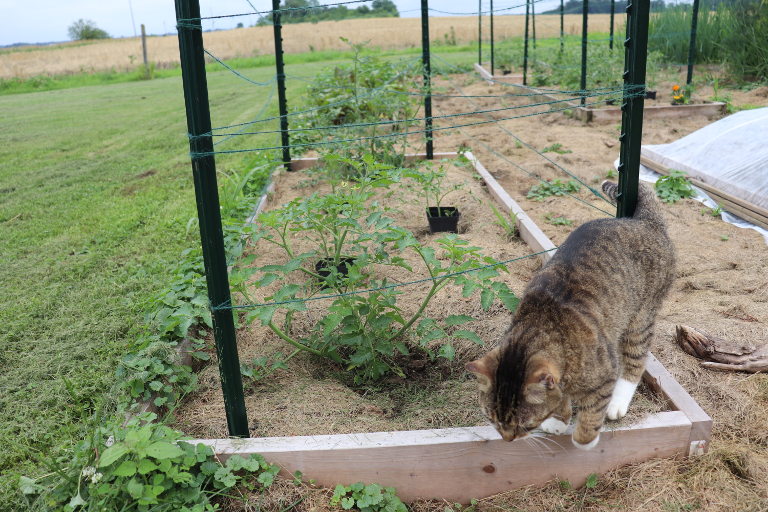 garden