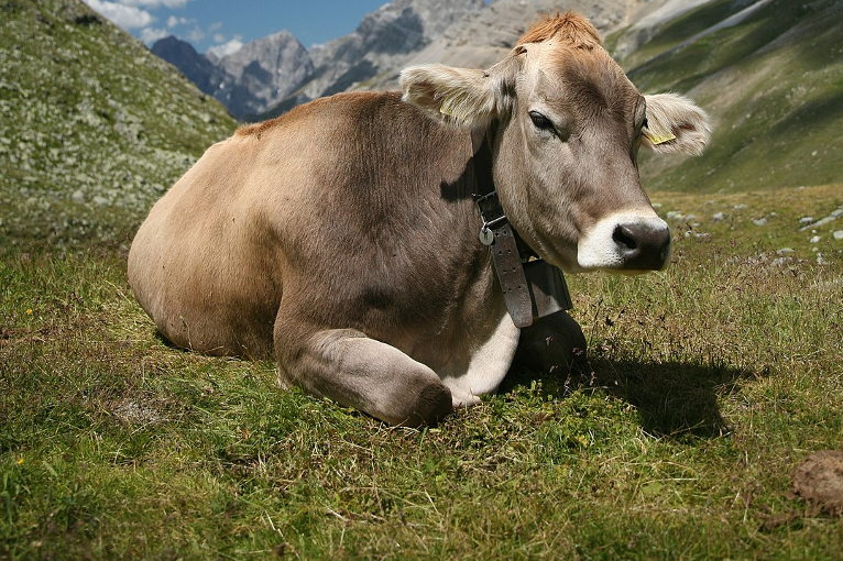 Straying cattle
