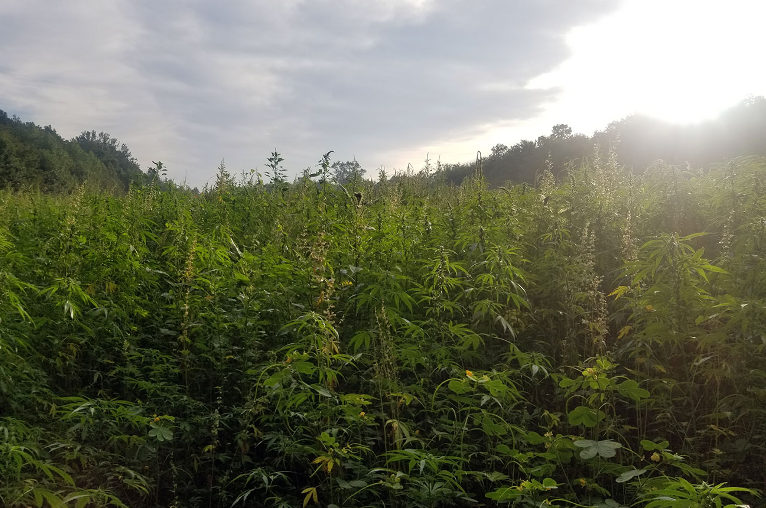 industrial hemp
