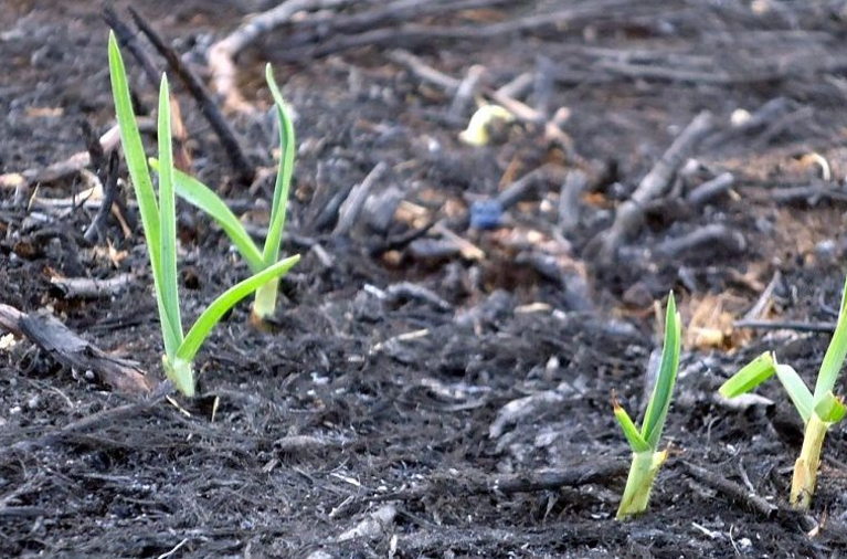 Bushfire growth