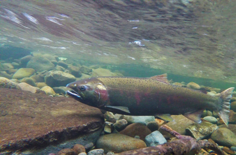 Coho salmon