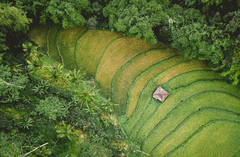 agroforestry