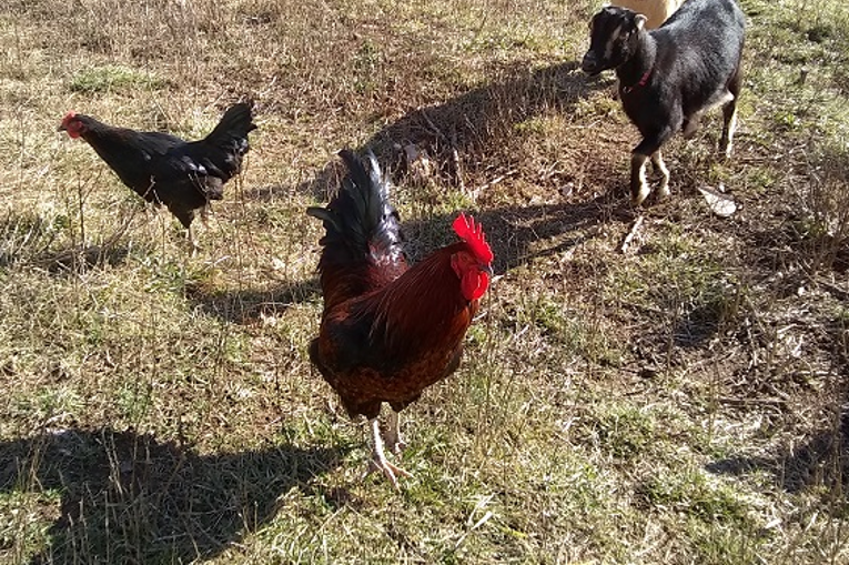 chickens