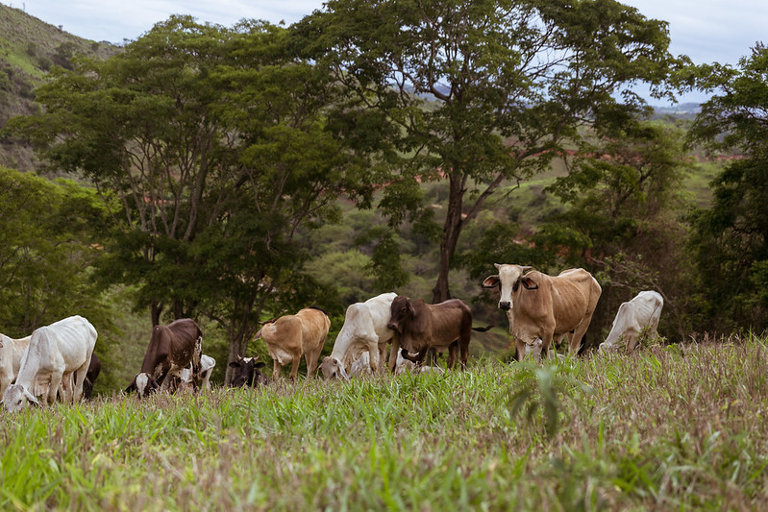 rehabilitated pasture