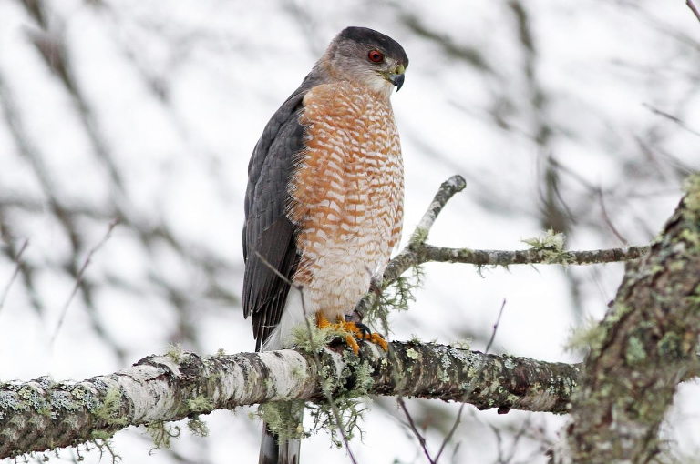 Cooopers hawk 1