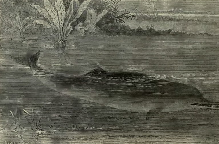 GangeticDolphin