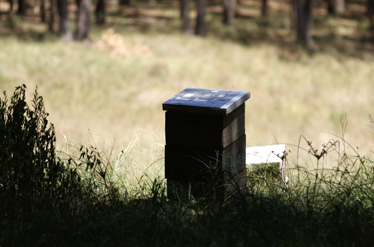 bee hives
