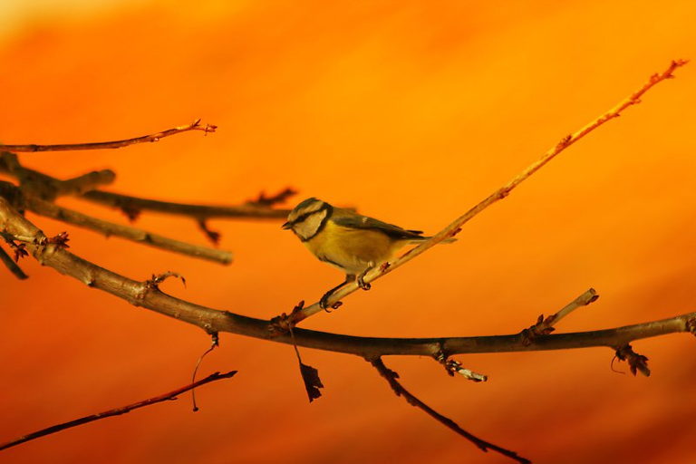 blue tit