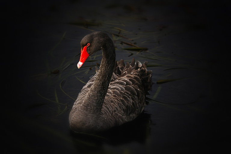 Black swan