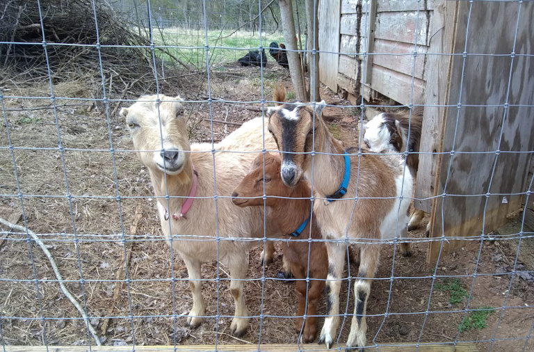 goats