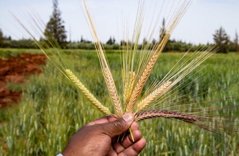 barley