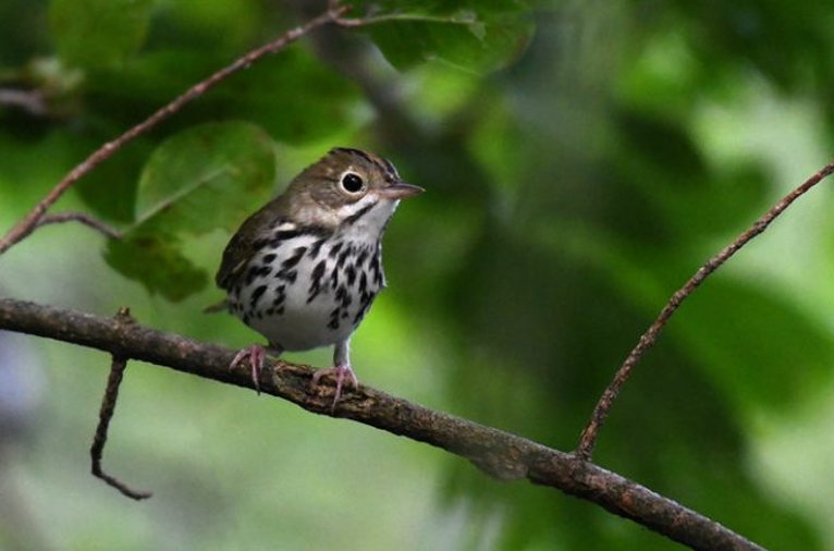 ovenbird