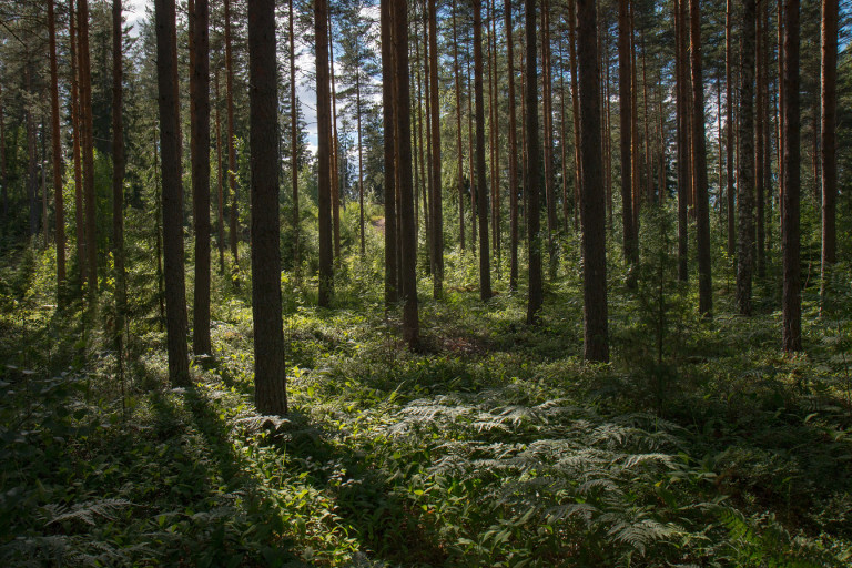 trees