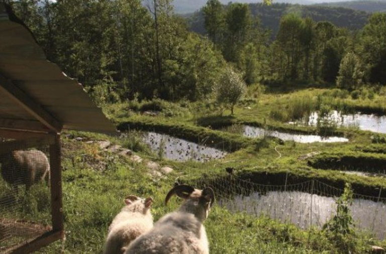 Sheep