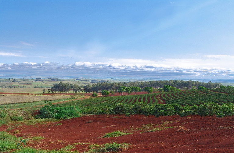Costa Rican coffee farm