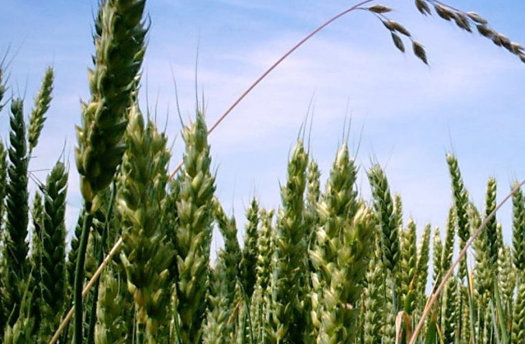 Green crops