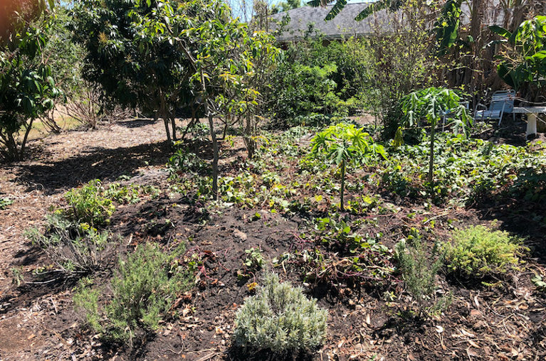 Novus Food Forest