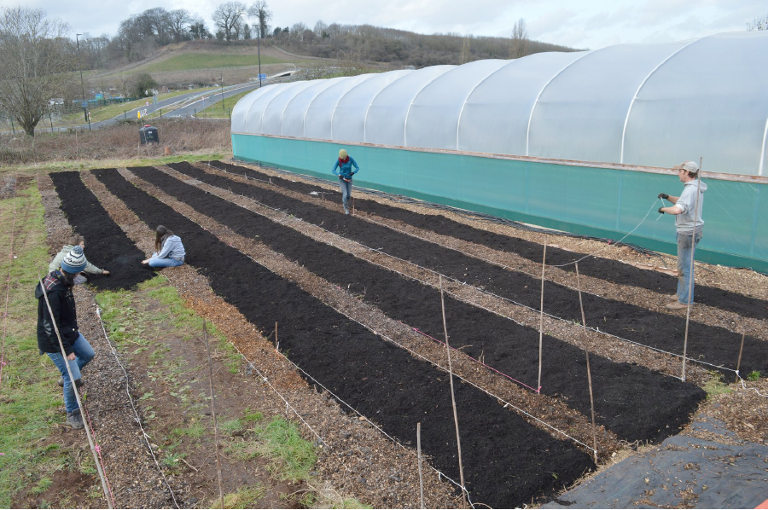 Sims Hill polytunnel