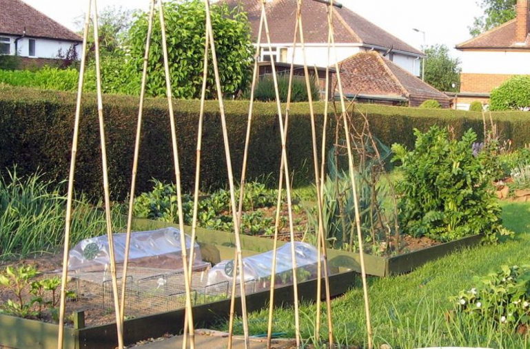 Veg patch