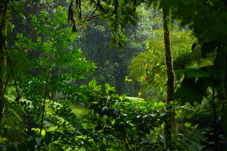 forest