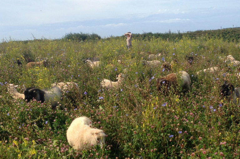 Sheep