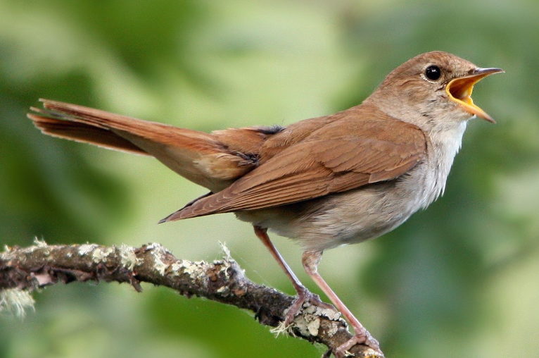 nightingale