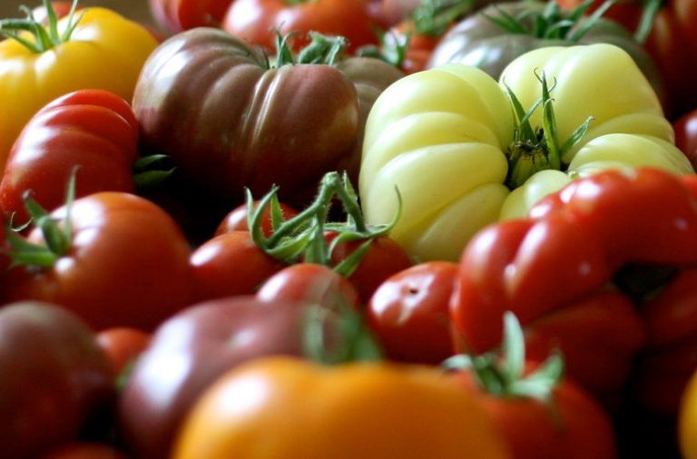tomato varieties