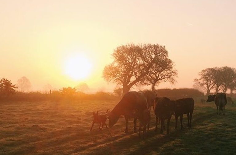 dairy farms