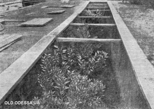 fruit trench