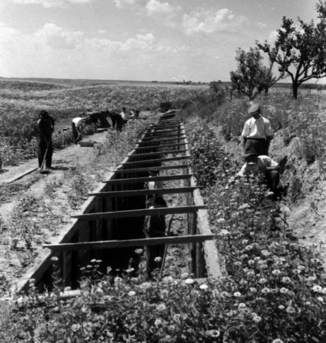 Fruit trenches