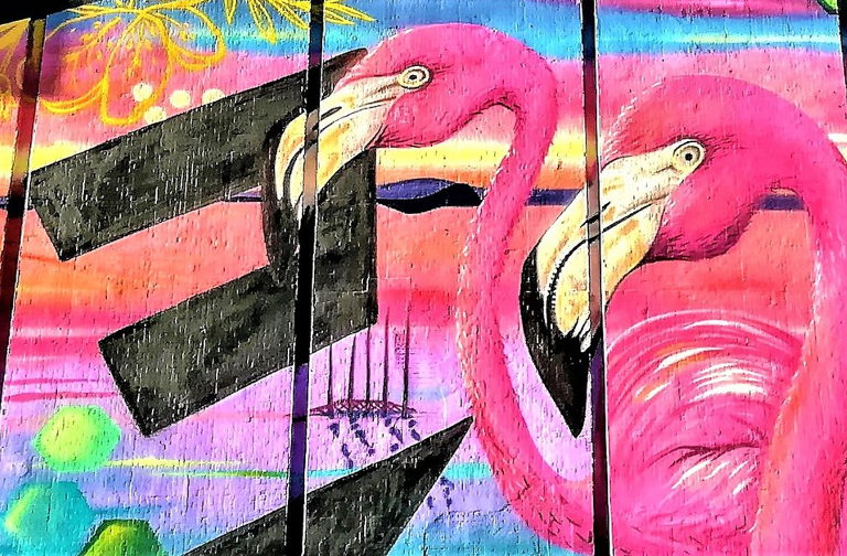 Flamingos