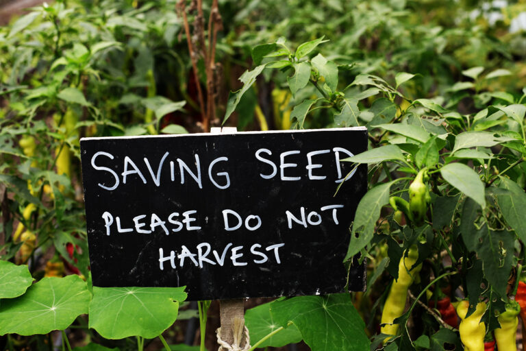 seed saving