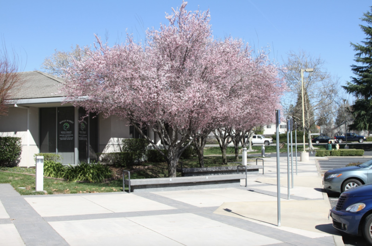 cherry tree