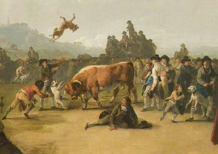 Bull Baiting