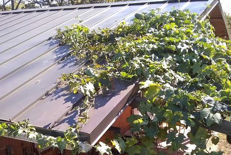 loofah vines