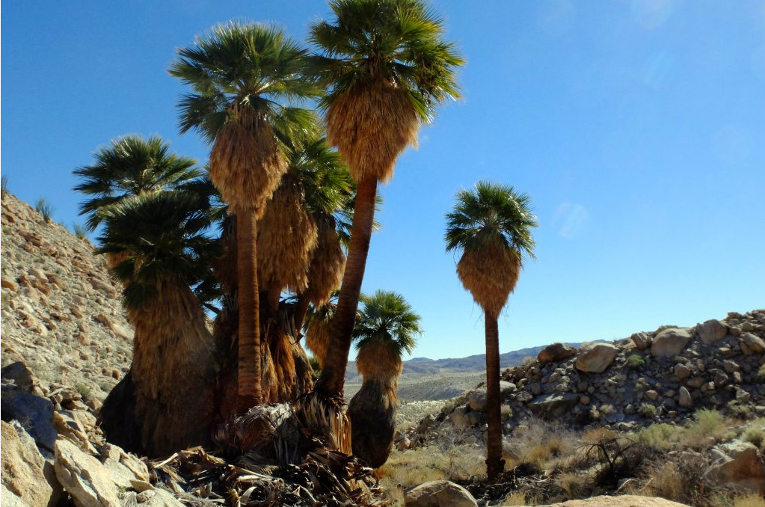 Fan palms