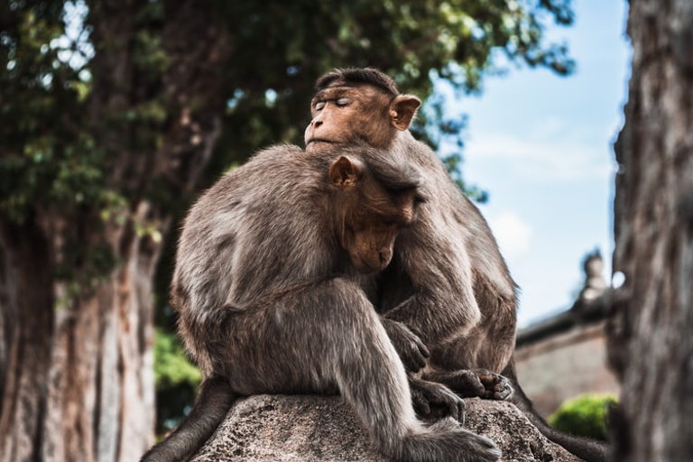 monkeys