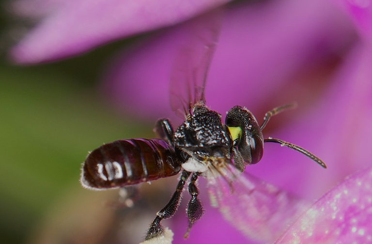 Sugarbag bee