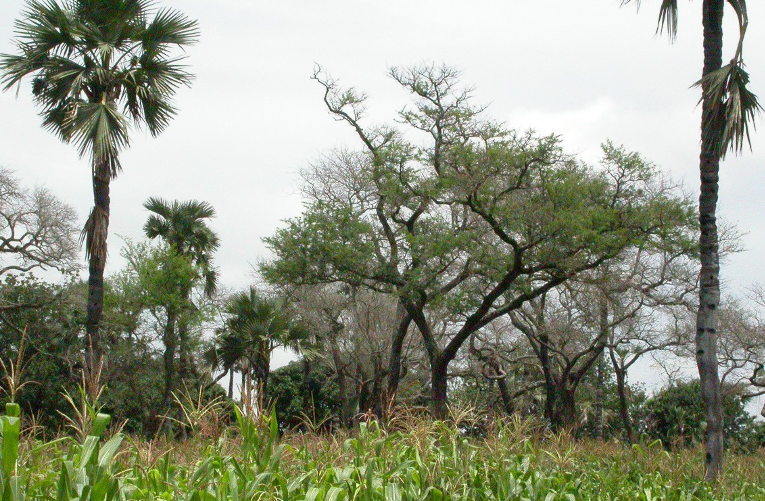 Permaculture agroforestry project