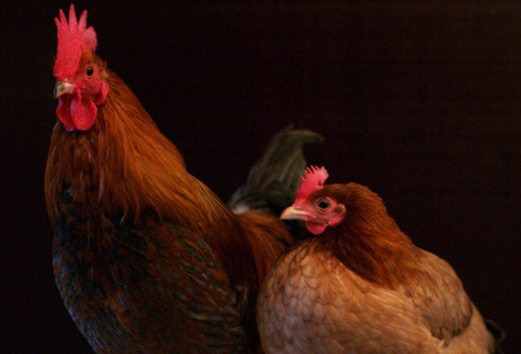 Chickens